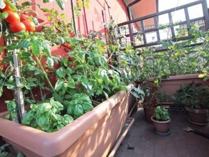 Warzywne ogrody balkonowe - sposób Polaków z dużych miast na uprawę zdrowej żywności